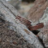 Avondale Bracelets - Image 11