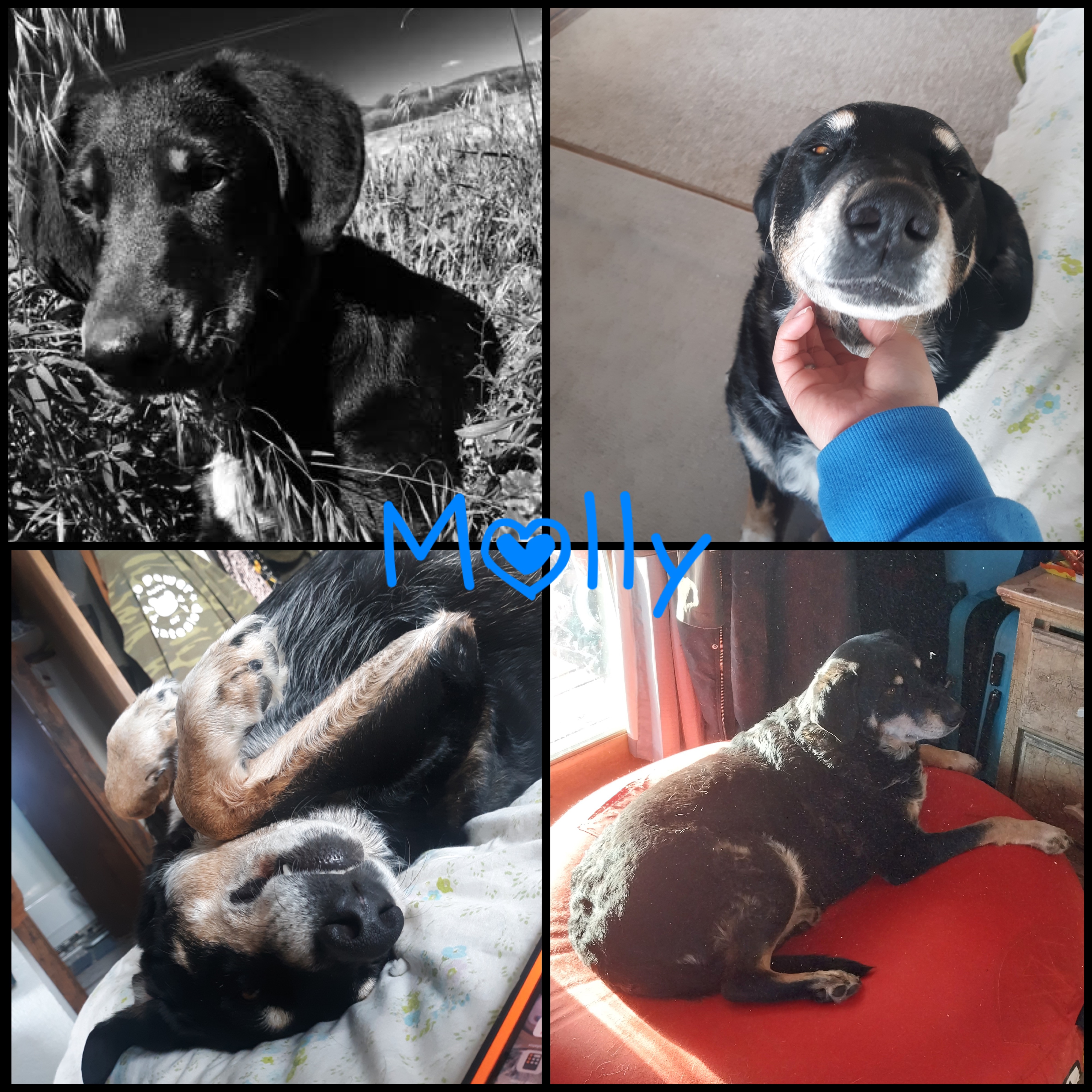 The Paw-Thu - Image 3